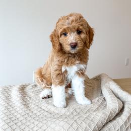 Bubbly - Ready to go home - Red  female Goldendoodle puppy in Bell Buckle, Tennessee from Precious Puptown Doodles