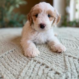 Benedict - Parti male Goldendoodle puppy in Barstow, California from Golden Desert Doodles