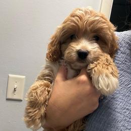 Simon - Cream male Goldendoodle puppy in Maineville, Ohio from Danielle's Doodles