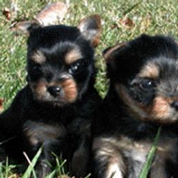 Yorkshire Terriers from Ojibwa Yorkies