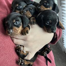 Dachshund Puppies from Phillian Family Mini Dachshunds
