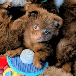 Chispa - Chocolate female Pomeranian puppy in Brooklyn, New York from Pomeranians