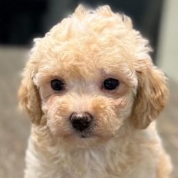 Toya - Apricot female Maltipoo puppy in Lebanon, Kentucky from Mosaic Merle Doodles