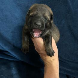 Jaya - Sable female German Shepherd puppy in Milan, Illinois from Stonewick German Shepherds