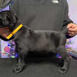 Cane Corso Puppies from Gaxx Corsos