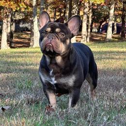 Rolo - French Bulldog