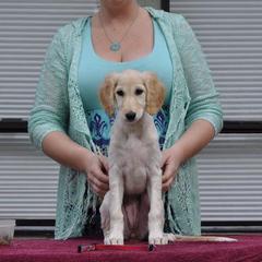 Saluki Puppies from Kushiel Salukis