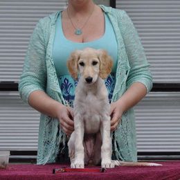 Saluki Puppies from Kushiel Salukis