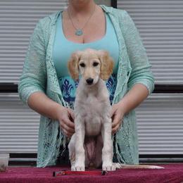 Saluki Puppies from Kushiel Salukis