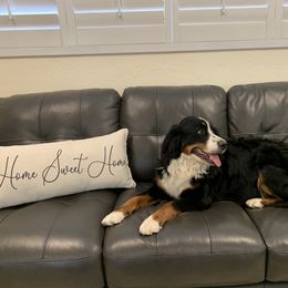 Cleo - Bernese Mountain Dog