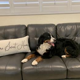 Cleo - Bernese Mountain Dog