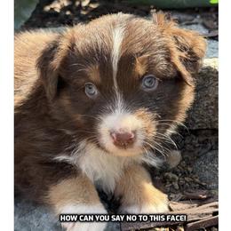 Jazmin - Red tri-color female Australian Shepherd puppy in Bethany, Connecticut from Wynter Thyme Manor Australian shepherds