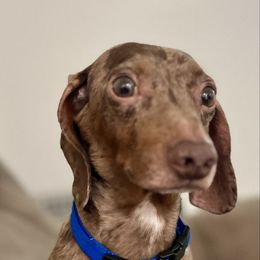 Charlie - Dachshund