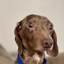 Charlie - Dachshund