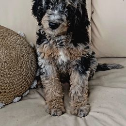 Aussiedoodle, Bernedoodle, Shihpoo, and Shih Tzu Puppies from Route 66 Poodles & Doodles, Sapphire Shih-tzu's of Ohio