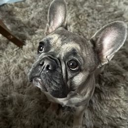 French Bulldogs from Ricki's French Bulldogs