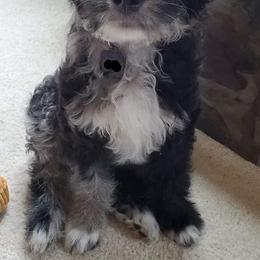 Aussiedoodle All Grown Up from Double E Doodles