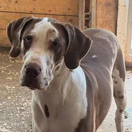 Lucy - Great Dane