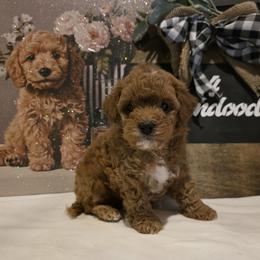 Bernedoodle, Goldendoodle, and Poodle Puppies from 4goldendoodles