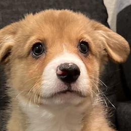 Purple Collar - Red Pembroke Welsh Corgi puppy in Tehachapi, California from Mighty Corgis