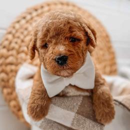 Blaze - Red  male Goldendoodle puppy in Iola, Texas from Supreme Doodles of Texas