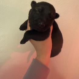 Female 1 - Sable female German Shepherd puppy in Denver, Colorado from Morales Kennels
