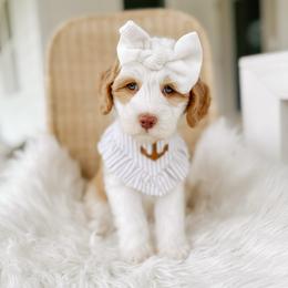 Bosun - Yachties - Caramel female Australian Labradoodle puppy in Syracuse, Indiana from The Doodle Cove