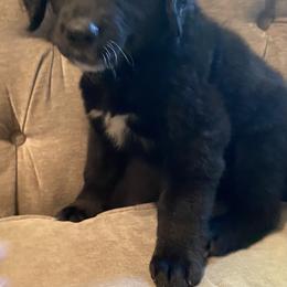 Bernedoodle, Goldendoodle, and Sheepadoodle Puppies from Dhalia’s Doodles