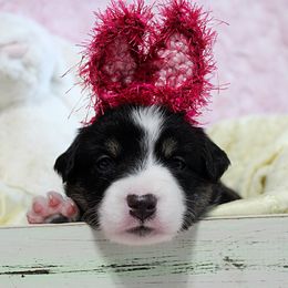 Miniature Australian Shepherd Puppies from Sand Dollar Aussies