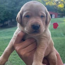 Pink collar female - Yellow female Labrador Retriever puppy in Stokesdale, North Carolina from Belews Creek Gundogs
