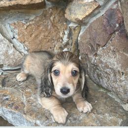 Scout - Cream male Dachshund puppy in Warrior, Alabama from Bountiful Dachshunds