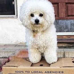 Bichon Frises from Bichon Blitzteam