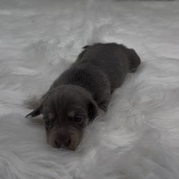 Blue and Cream Smooth Female - Blue and cream female Dachshund puppy in Killeen, Texas from Southern Dachshunds