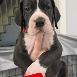 Matt - Mantle male Great Dane puppy in Longview, Texas from Lazy A Danes
