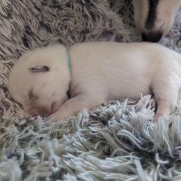 Pomsky Puppies from Valparaiso Pomskys