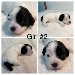 Girl 2 - Black and white female Havanese puppy in Elkins, Arkansas from Havana Knights Havanese