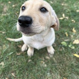 Labrador Retriever Puppies from Okiehuntinboyz Labrador Retrievers