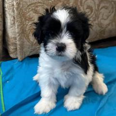 Brighton - Black and white male Shorkie puppy in Pueblo West, Colorado from Little Paws Poodles