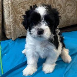 Brighton - Black and white male Shorkie puppy in Pueblo West, Colorado from Little Paws Poodles