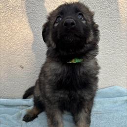 Lime Collar Girl - Sable female German Shepherd puppy in Columbus, Mississippi from Olde Wolfe German Shepherds