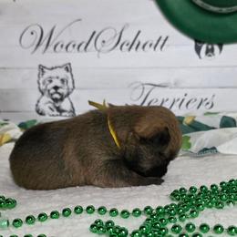 Miss Yellow - Red wheaten female Cairn Terrier puppy in Savannah, Missouri from WoodSchott Cairn Terriers
