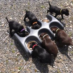 Pudelpointer Puppies from High Power Pudelpointers
