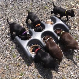 Pudelpointer Puppies from High Power Pudelpointers