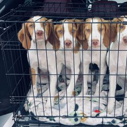 Brittany puppies from Peacefield  Brittanys