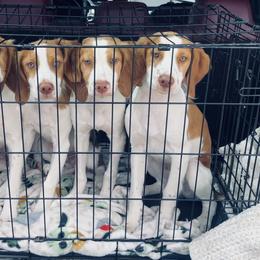Brittany puppies from Peacefield  Brittanys