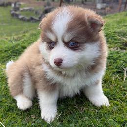 Chowder - Chocolate male Pomsky puppy in Mc Minnville, Oregon from West Coast Pomskies