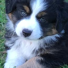 Miniature Australian Shepherds from Double M Ranch Mini Aussies