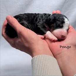 Pongo - Tri-color male Bernedoodle puppy in Pottstown, Pennsylvania from Willow-Be Doodles