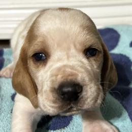 Banjo - Lemon and white male Basset Hound puppy in Walnut Grove, Missouri from C & L Beagles and Bassets