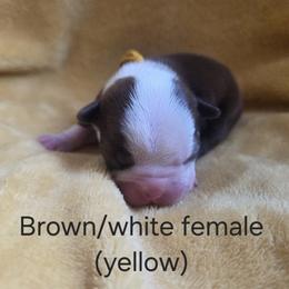 Yellow Girl - Red female Boston Terrier puppy in Goodview, Virginia from Precious Bostie's